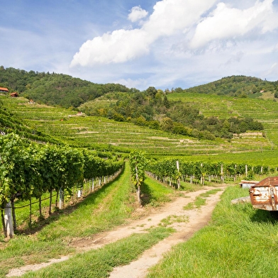 Balade à vélo - Lavoirs et vignobles de l'Auxerrois