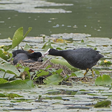 Réserve ornithologique de Bas-Rebourseaux