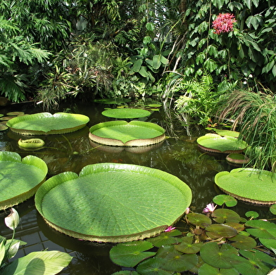 Dans une ambiance tropicale, pars à la découverte de plantes originales venues de pays lointains.