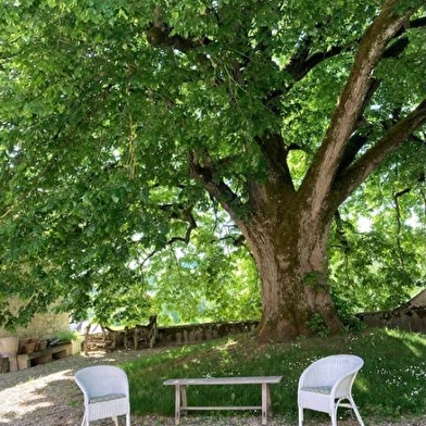 La Plante - Le Logis du Tilleul