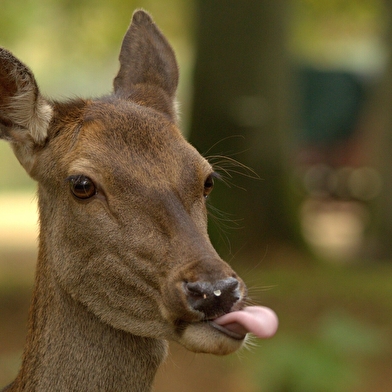 Parc Animalier de Boutissaint