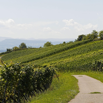 Escapade au coeur des vignobles auxerrois et chablisien